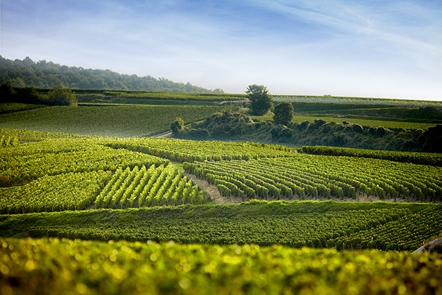 ピエール・パイヤール