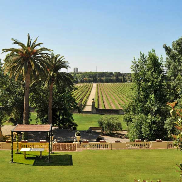 ヤシの木も生えているカヴァの生産者Sabartesの畑