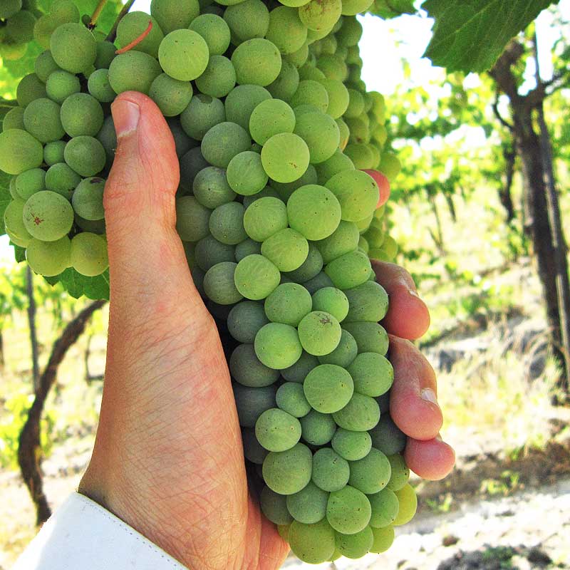 ソーヴィニヨン・ブラン