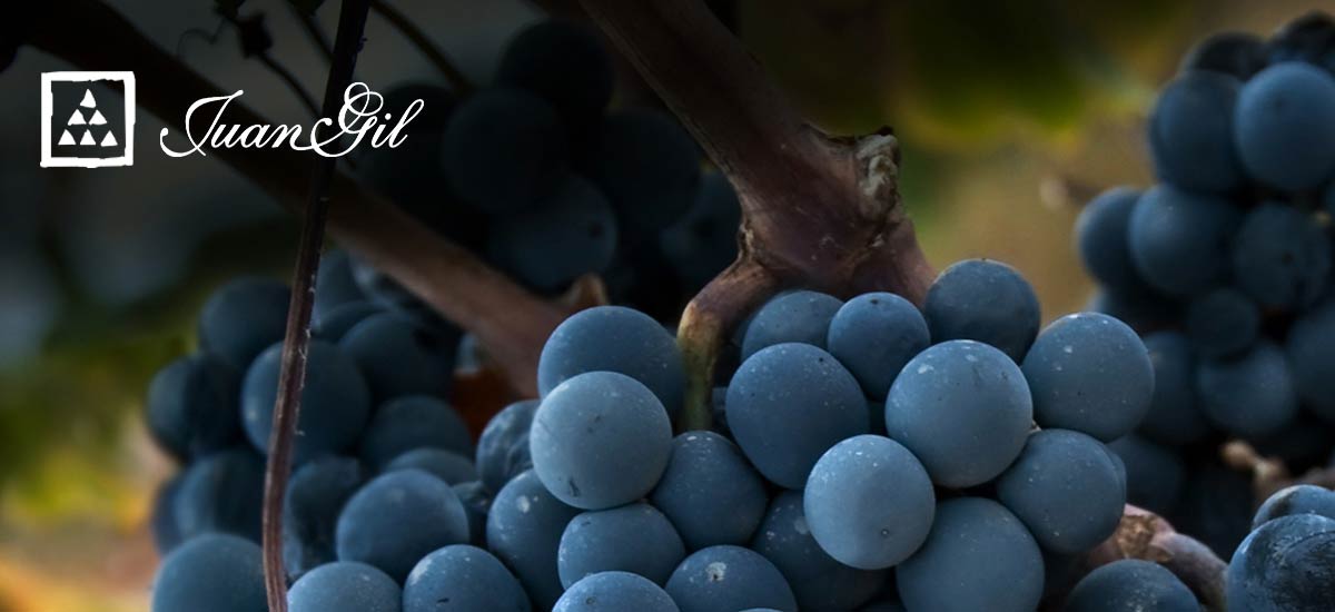 フアン・ヒル・イメージ画像