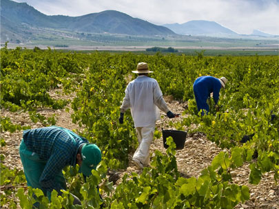 フアン・ヒルの畑