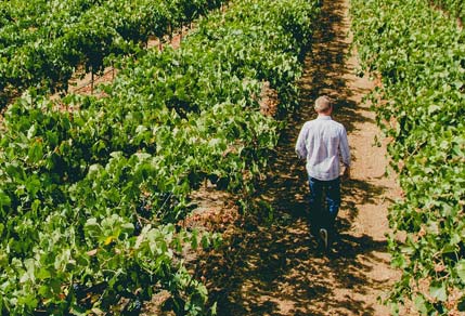 マイケル・デイヴィッド・ワイナリーの畑