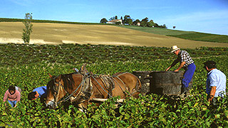 シャンパーニュの地域と村