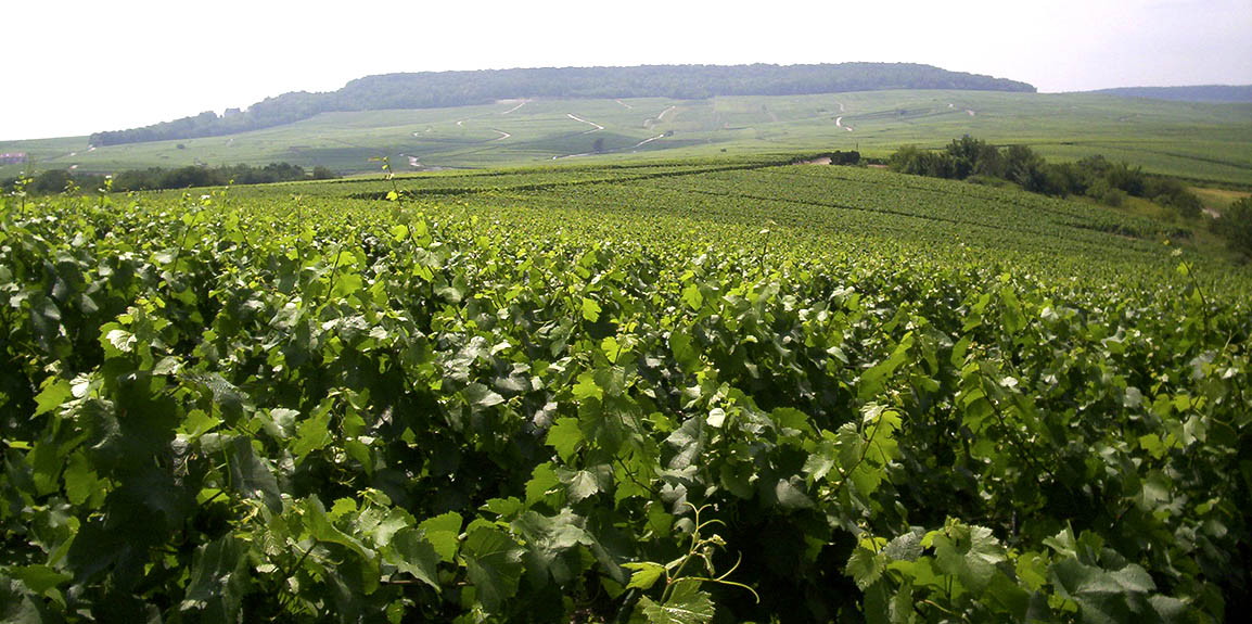 「グラン・クリュの各村を識る」第6回：「ドン・ペリニヨン」の屋台骨、シュイイ村