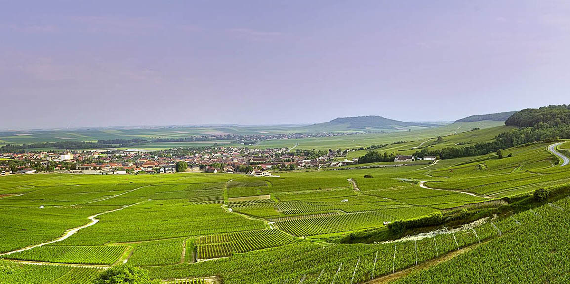 「グラン・クリュの各村を識る」第5回：白の丘はシャルドネの聖地。「コート・デ・ブラン」①